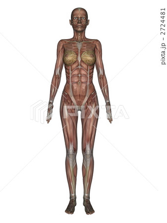 女性人体模型 2724481