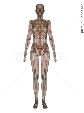 女性人体模型 2724482