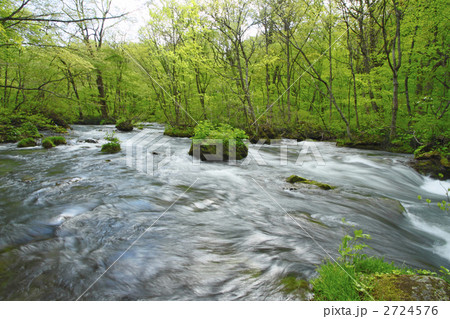 新緑の奥入瀬渓流 新緑の奥入瀬渓流 2724576