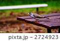 Noisy Miner 2724923
