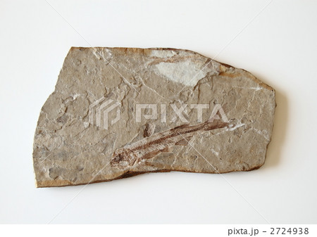 魚類化石リコプテラ 2724938