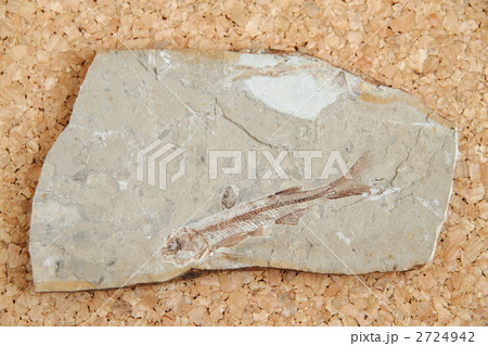 魚類化石リコプテラ 2724942