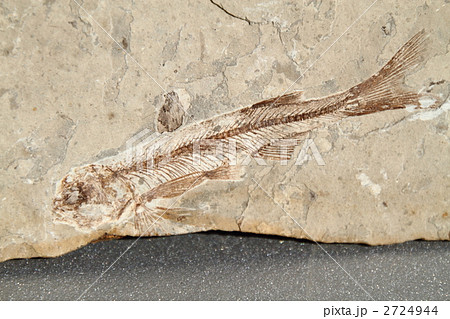 魚類化石リコプテラ 2724944