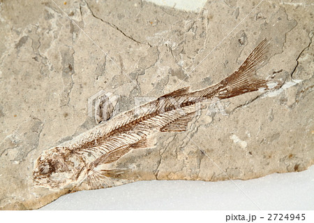 魚類化石リコプテラ 2724945