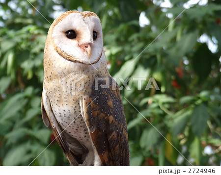 メンフクロウ 2724946