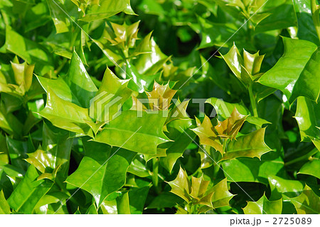 樹木・セイヨウヒイラギ（バラ科） 2725089