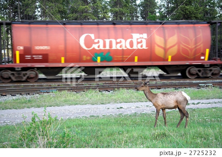 カナダ ジャスパー国立公園 鹿　列車　3 2725232