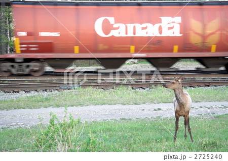 カナダ ジャスパー国立公園 鹿　列車　2 2725240