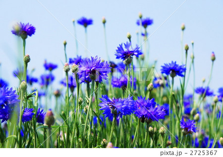 ヤグルマギク 2725367