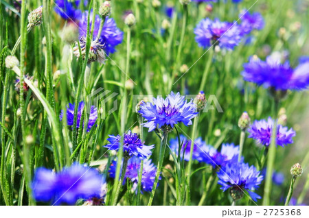 ヤグルマギク 2725368