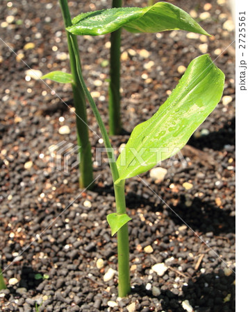 栽培しているミョウガの偽茎 2725561