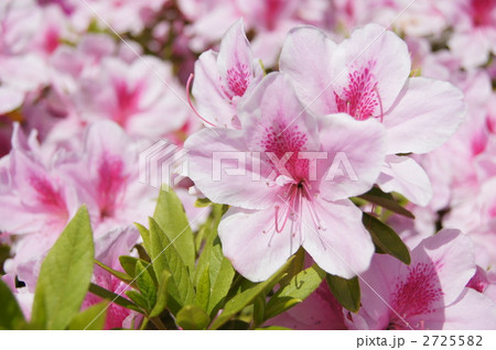 オオヤマツツジ系　初霜の花 2725582