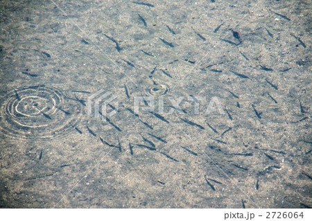 小魚 2726064