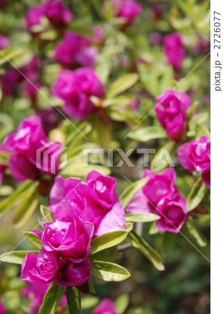 綺麗に咲いたヒラドツツジ 綺麗に咲いたヒラドツツジ 2726077