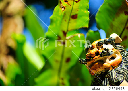 沖縄のオオタニワタリとシーサー 2726443