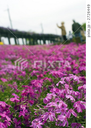 鳥羽の芝桜 2726449