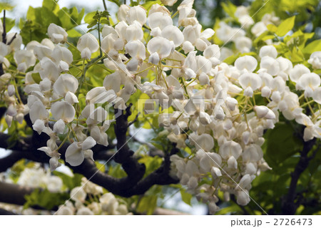 鳥羽の藤　ヤマフジ 2726473