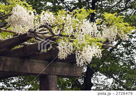 鳥羽の藤　ヤマフジ 2726479