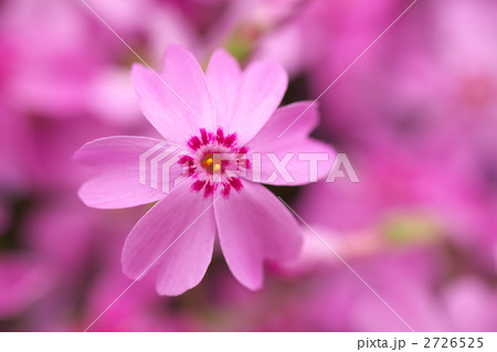 シバザクラ シバザクラ 2726525