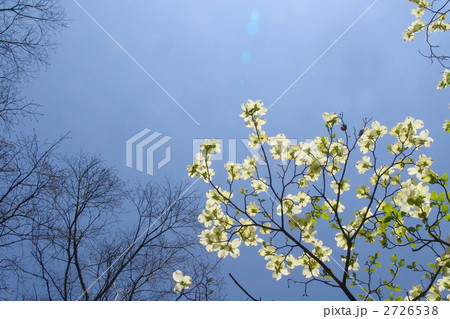 4月 ハナミズキ・ミズキ科53 4月 ハナミズキ・ミズキ科53 2726538