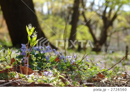 4月　ヒトリシズカ・センリョウ科17 2726560
