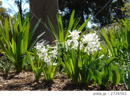 4月　ヒヤシンス・ユリ科15 2726561