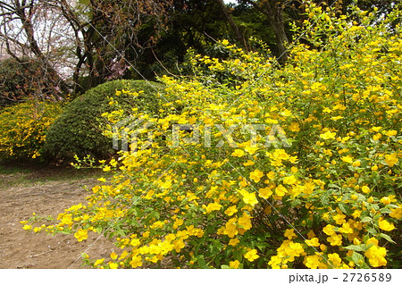 4月　ヤマブキ・バラ科07 2726589