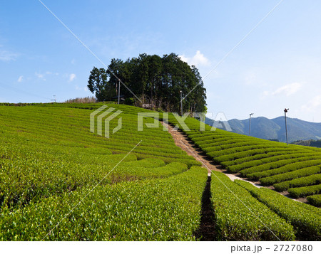 茶畑 茶畑 2727080