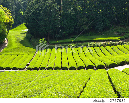 宇治茶の里 2727085