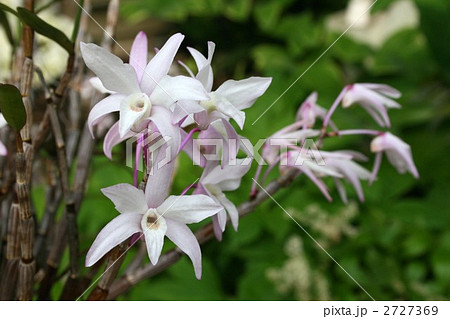 セッコク002 2727369