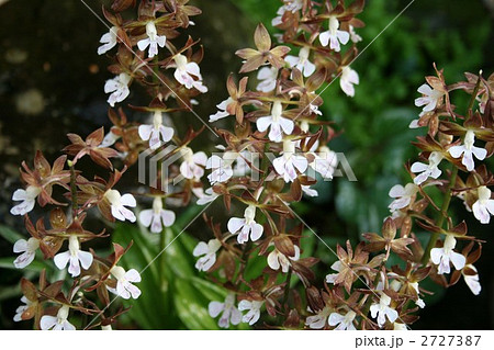 エビネ002 エビネ002 2727387