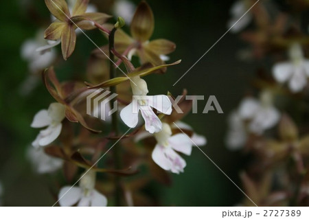 エビネ003 2727389