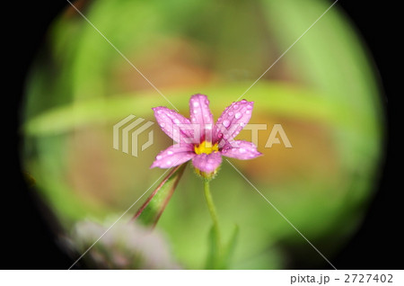 紫の花 紫の花 2727402