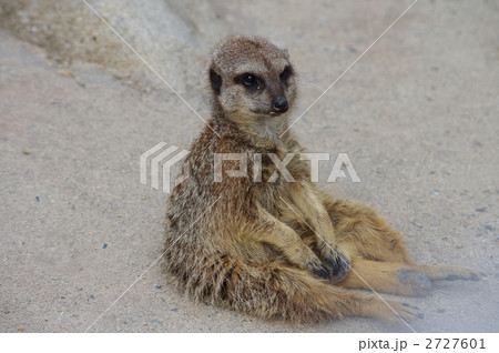 ミーアキャット ミーアキャット 2727601