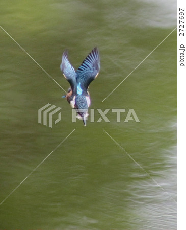 カワセミの幼鳥 2727697