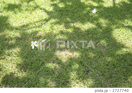 芝生と花 芝生と花 2727740