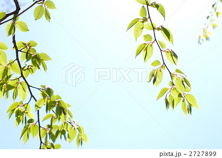 イヌシデの新緑と空 2727899