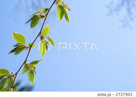 イヌシデの新緑と青空 2727902