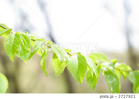 イヌシデの新緑 2727921