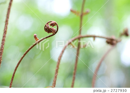シダの新芽 2727930