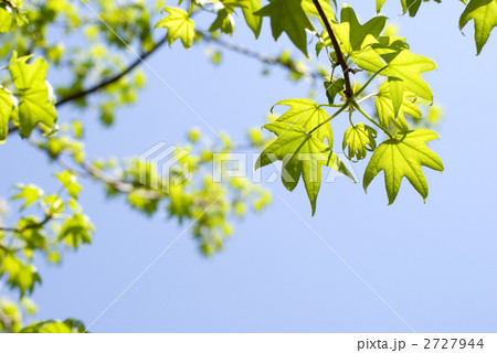 モミジバフウの新緑と空 2727944