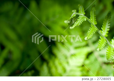 シダの若葉 2728005