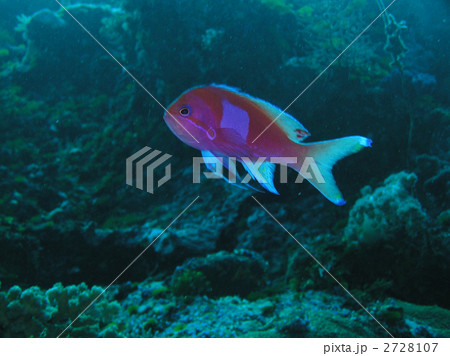スミレナガハナダイ　海水魚 2728107