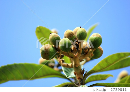 枇杷の実 2729011