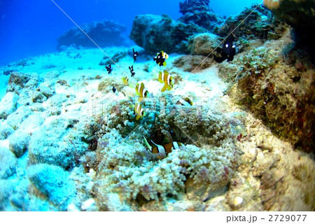 クマノミとイソギンチャク クマノミとイソギンチャク 2729077
