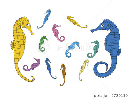 タツノオトシゴ家族ラインあり タツノオトシゴ家族ラインあり 2729150