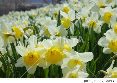 水仙畑 2730093