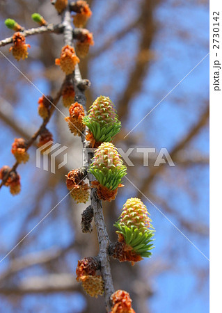 三つ子カラマツ 2730142