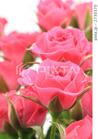 ミニバラ 2730370