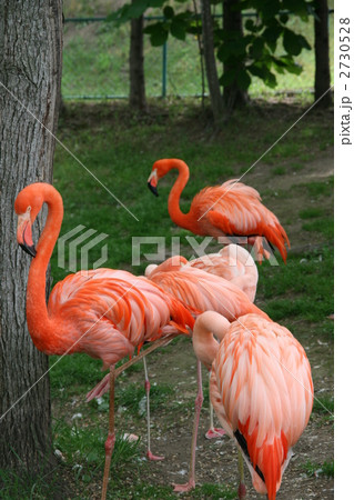 旭山動物園のフラミンゴ 旭山動物園のフラミンゴ 2730528